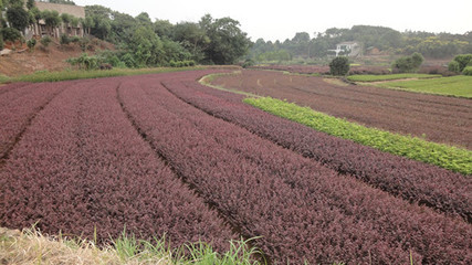 花木社区-湖南绿化苗木湖南苗木湖南大树基地湖南长沙苗木浏阳花木-花木商情网