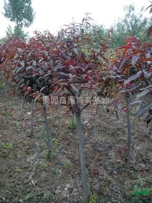 绛县胜景苗木种植专业合作社