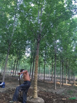 济宁市兖州区枫林苗木种植专业合作社