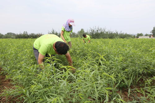 新手种植巴旦木树苗之前要先了解这些 你知道吗