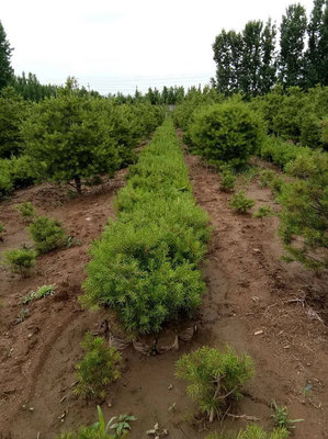 白皮松怎么种植?白皮松树苗的种植管理技术