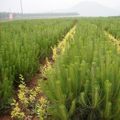 山阳县峰发苗木种植专业合作社