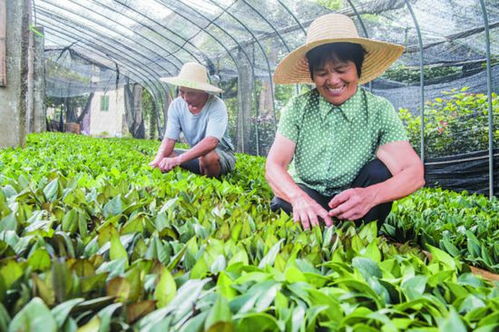 种植花卉苗木 过上小康生活