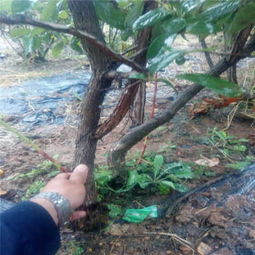 新闻 聊城乔治宝石蓝莓苗 基地种植