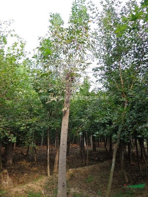 济宁市任城区真诚苗木种植基地