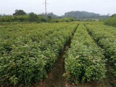 枫香杯苗批发采购_木荷杯苗供应_枫香杯苗价格_木荷杯苗批发网