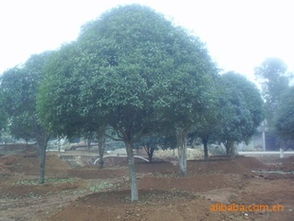 益阳市资阳区鸿图苗木种植基地